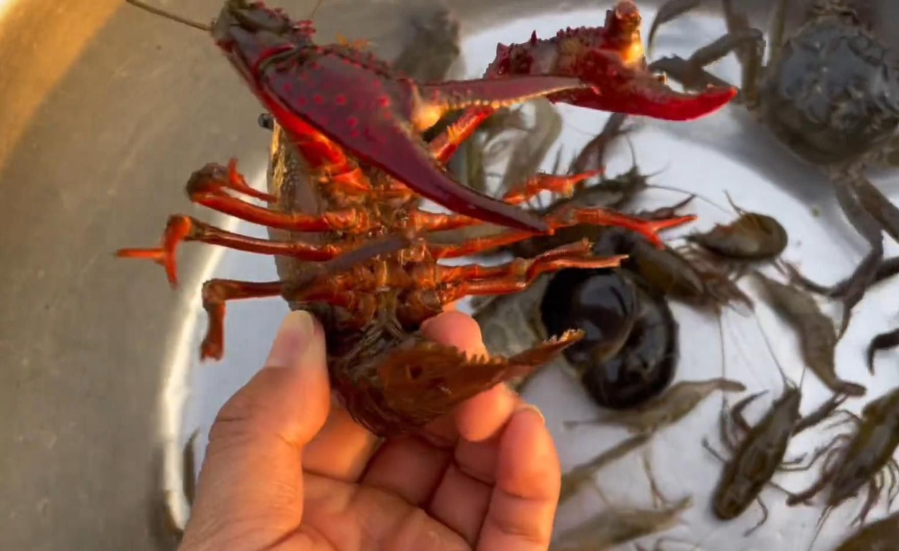这只小龙虾都能当宠物养了吧!