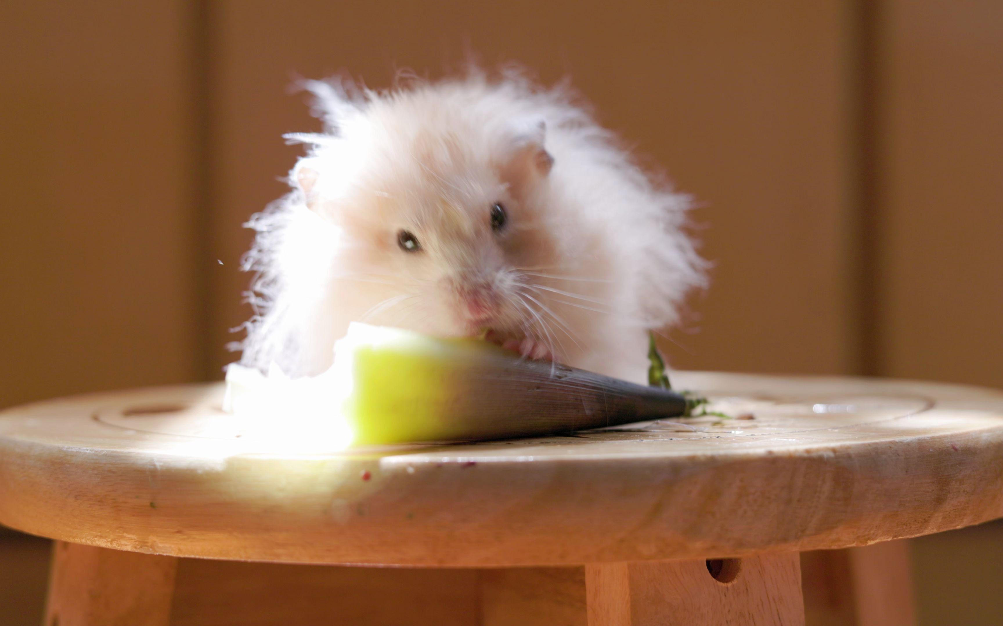 给鼠子一根竹笋外衣,啃的不亦乐乎