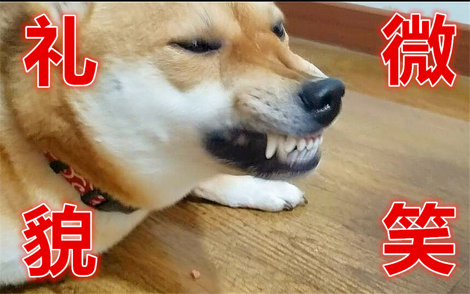 doge的全部相关视频_bilibili_哔哩哔哩弹幕视频网