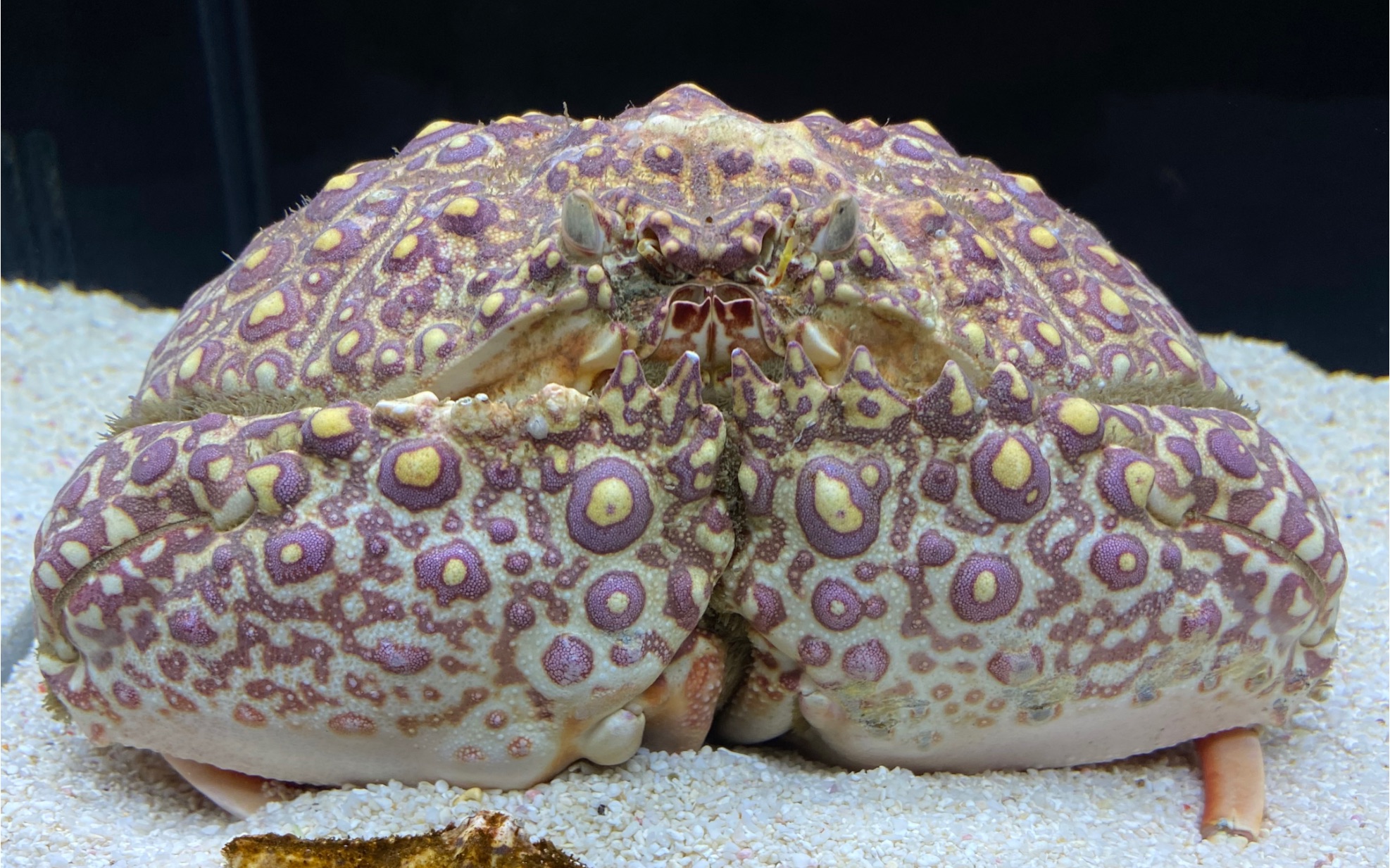 【b站首养】有着奇妙大长腿的日本馒头蟹_哔哩哔哩 (゜-゜)つロ 干杯