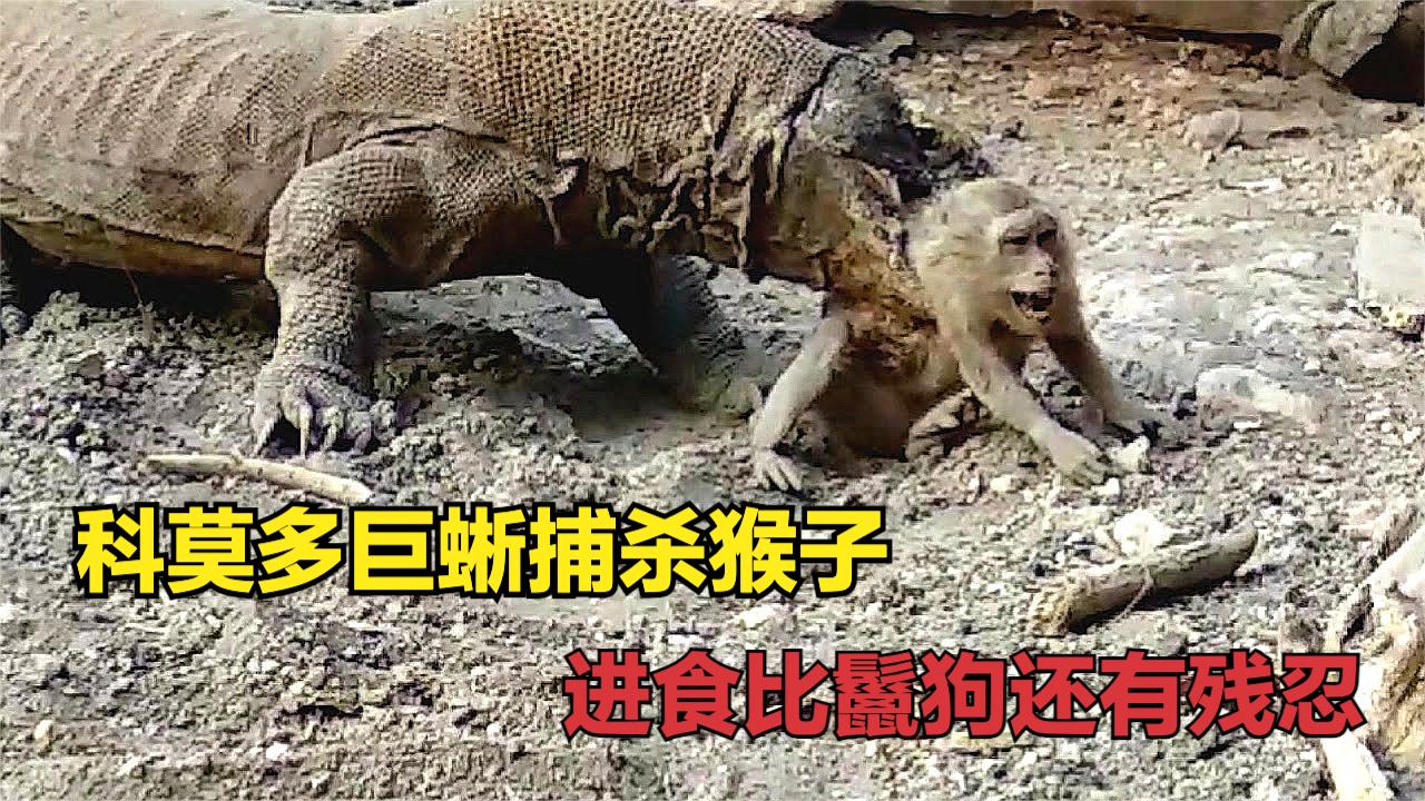 狗咬死猴子图片