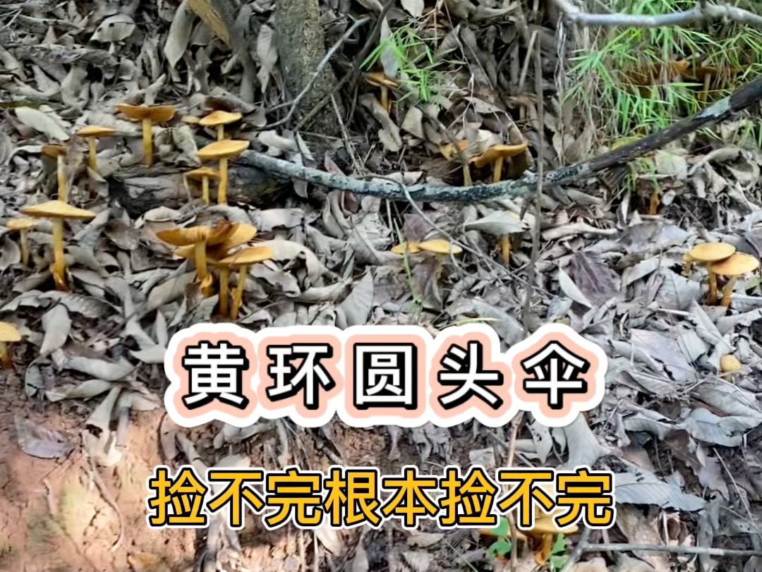 成都网络安全伞厂家_成都网络安全培训学校