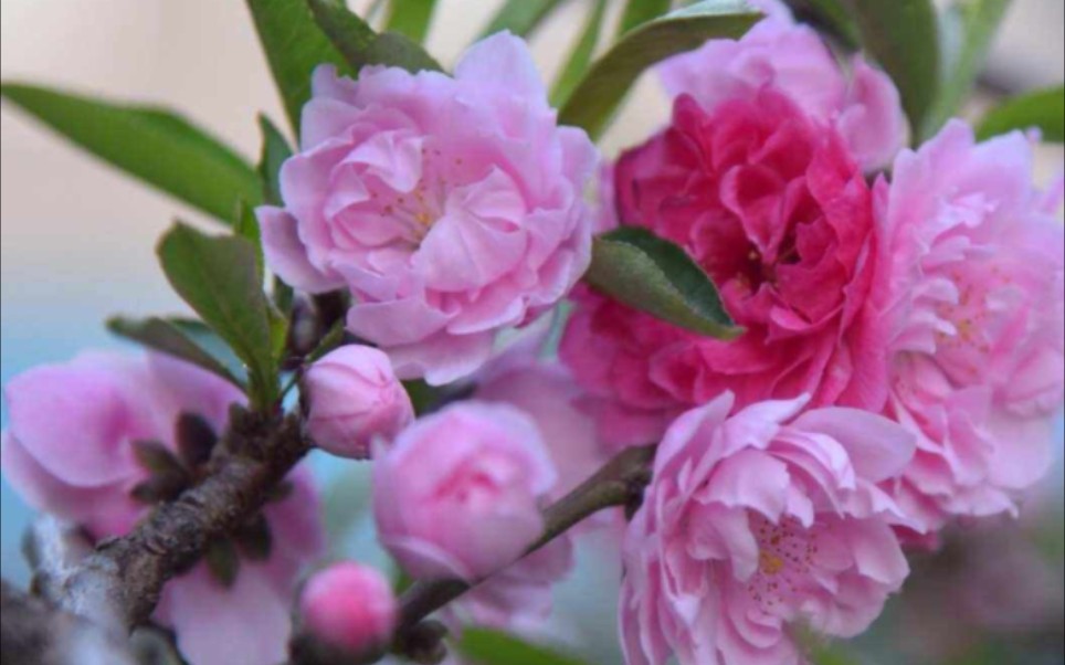 桃花树苗,3元一捰,桃花苗,桃花苗子,观赏桃花苗