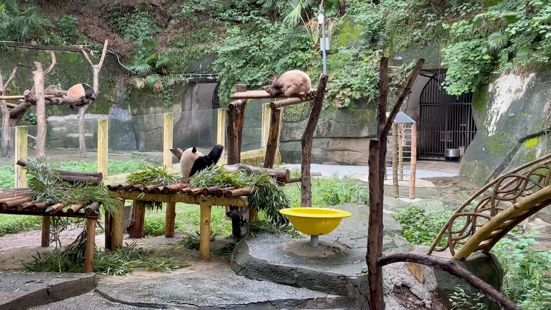 6.5重慶動物園|是哪個寶寶在晃jiojio|是我們渝貝貝小寶貝哦