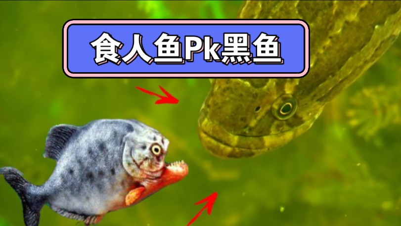 食人鱼pk大黑鱼,睡厉害