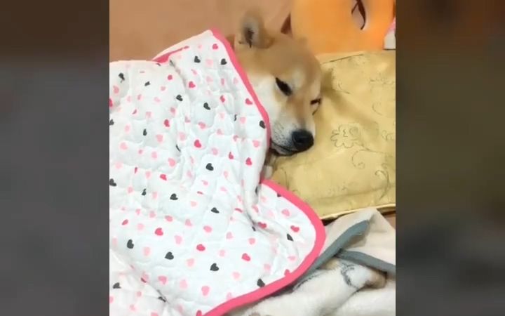 天冷进入冬眠模式,除了方便基本不出被窝,吃的就在床边也懒得动