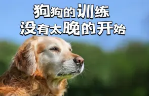 Download Video: 狗狗的训练没有太晚的开始