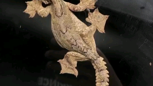 飞蹼守宫 上新 细节图 全品再生尾都有 近距离看"降落伞" 非常漂亮的