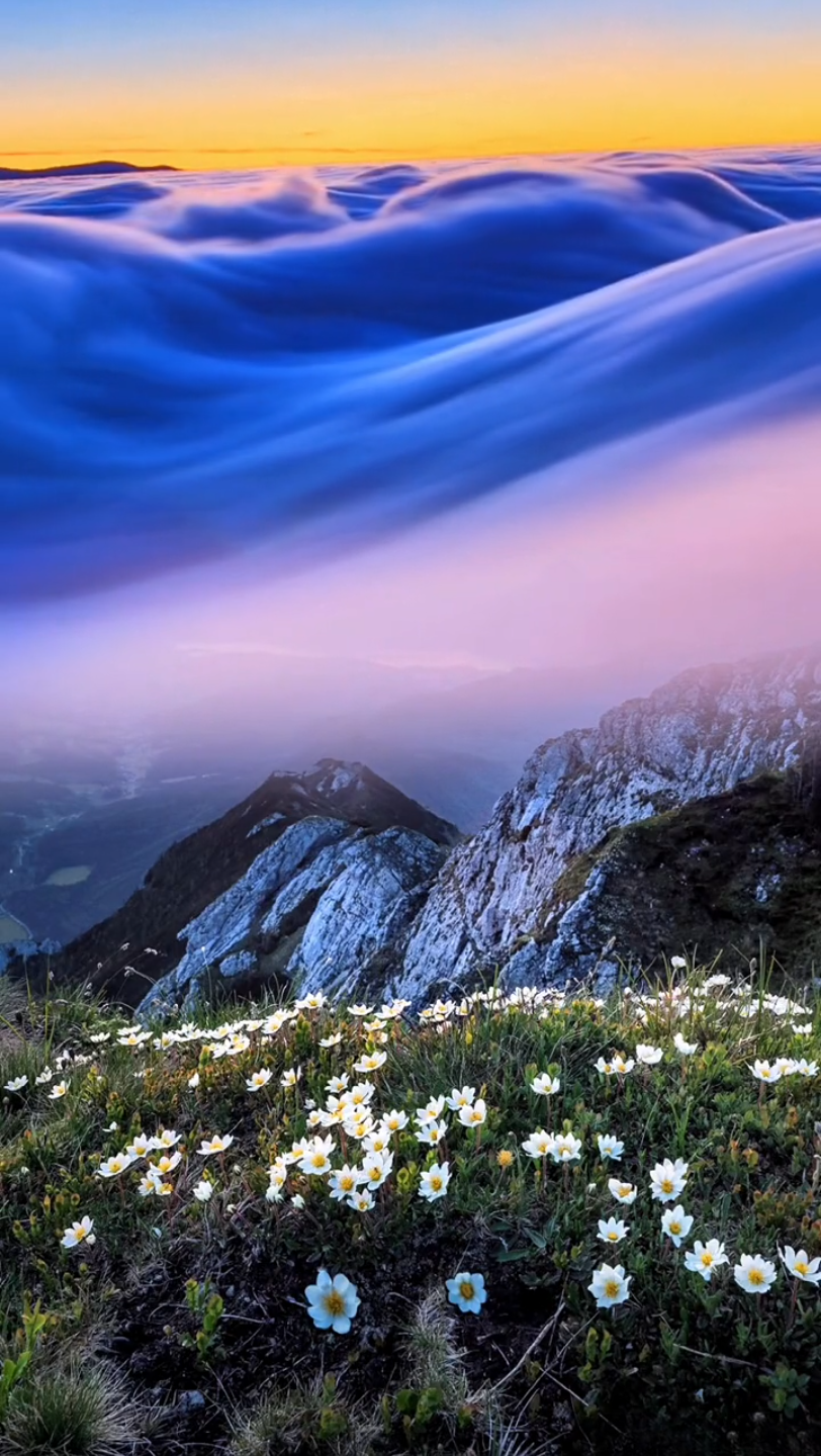 背景素材 远赴人间惊鸿宴,一睹人间盛世颜.