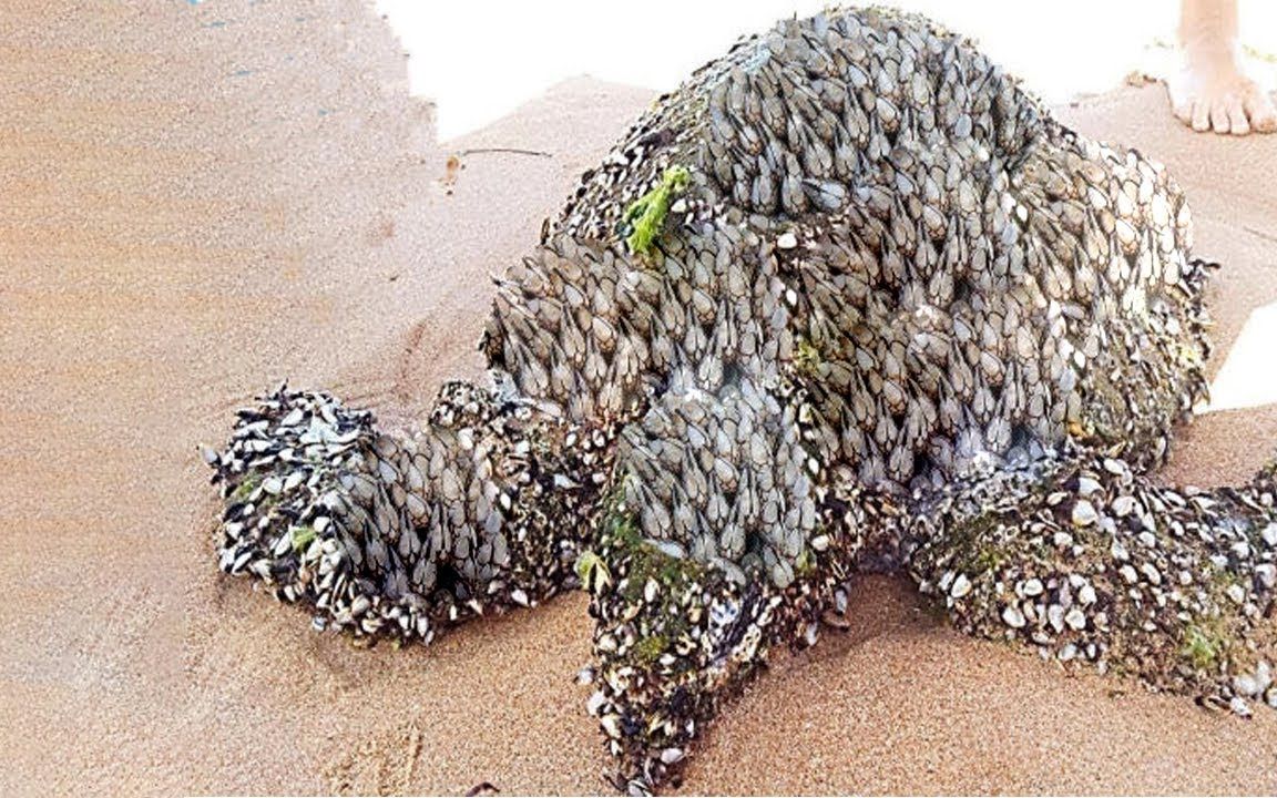 帮助海龟行动小家伙后壳肚皮被藤壶大量寄生快没力气找食物了