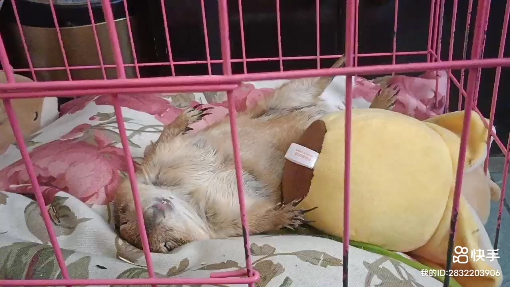 抱着香蕉娃娃睡觉的土拨鼠