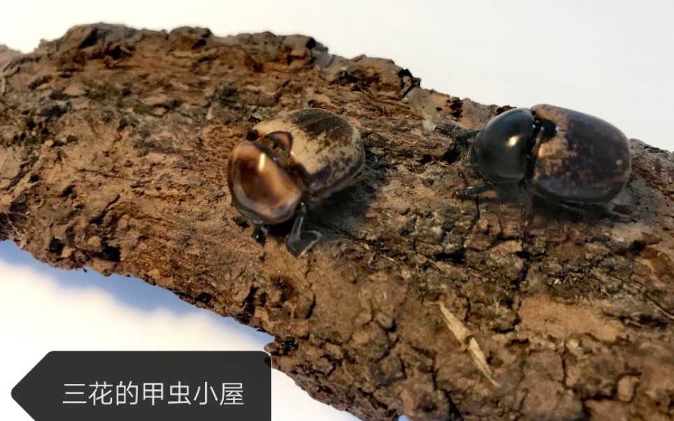 獠牙猪金龟开箱