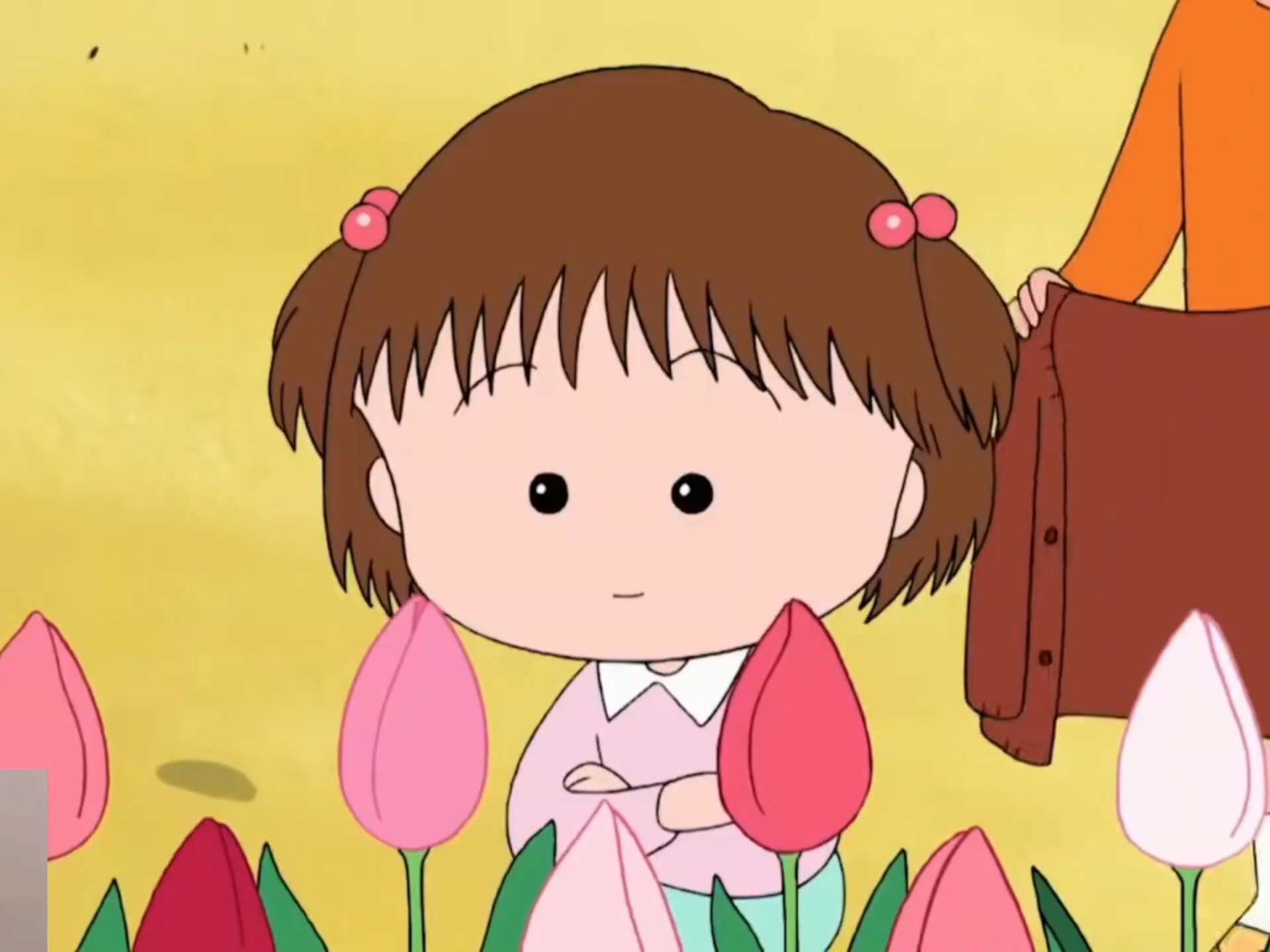 【樱桃小丸子】小春的郁金香🌷