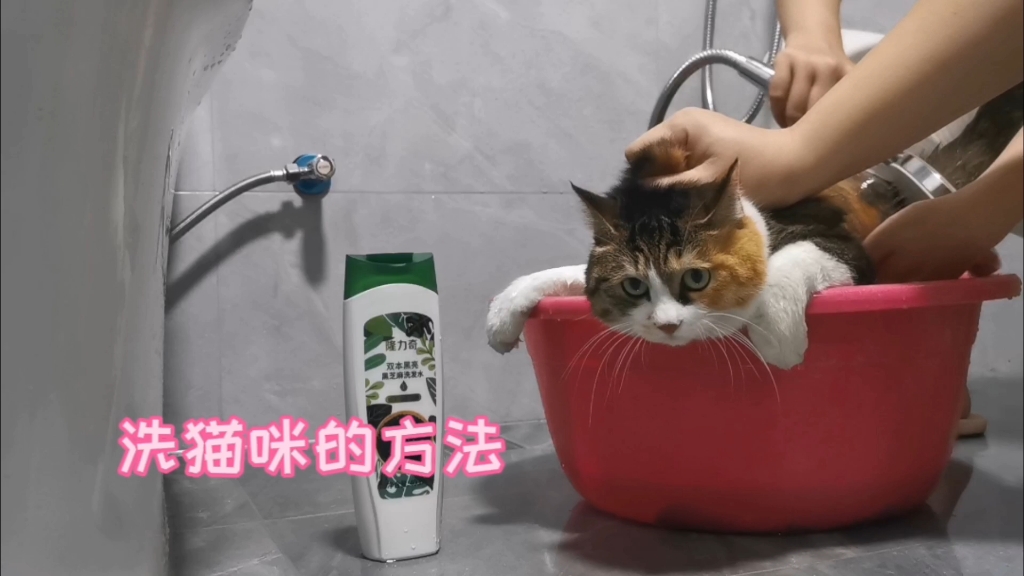 四年洗猫经验,一朝倾情传授哔哩哔哩bilibili