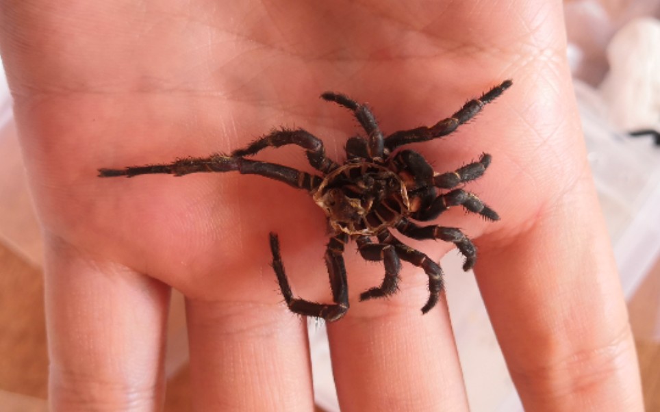 张家界产宋蛛蜕皮实录