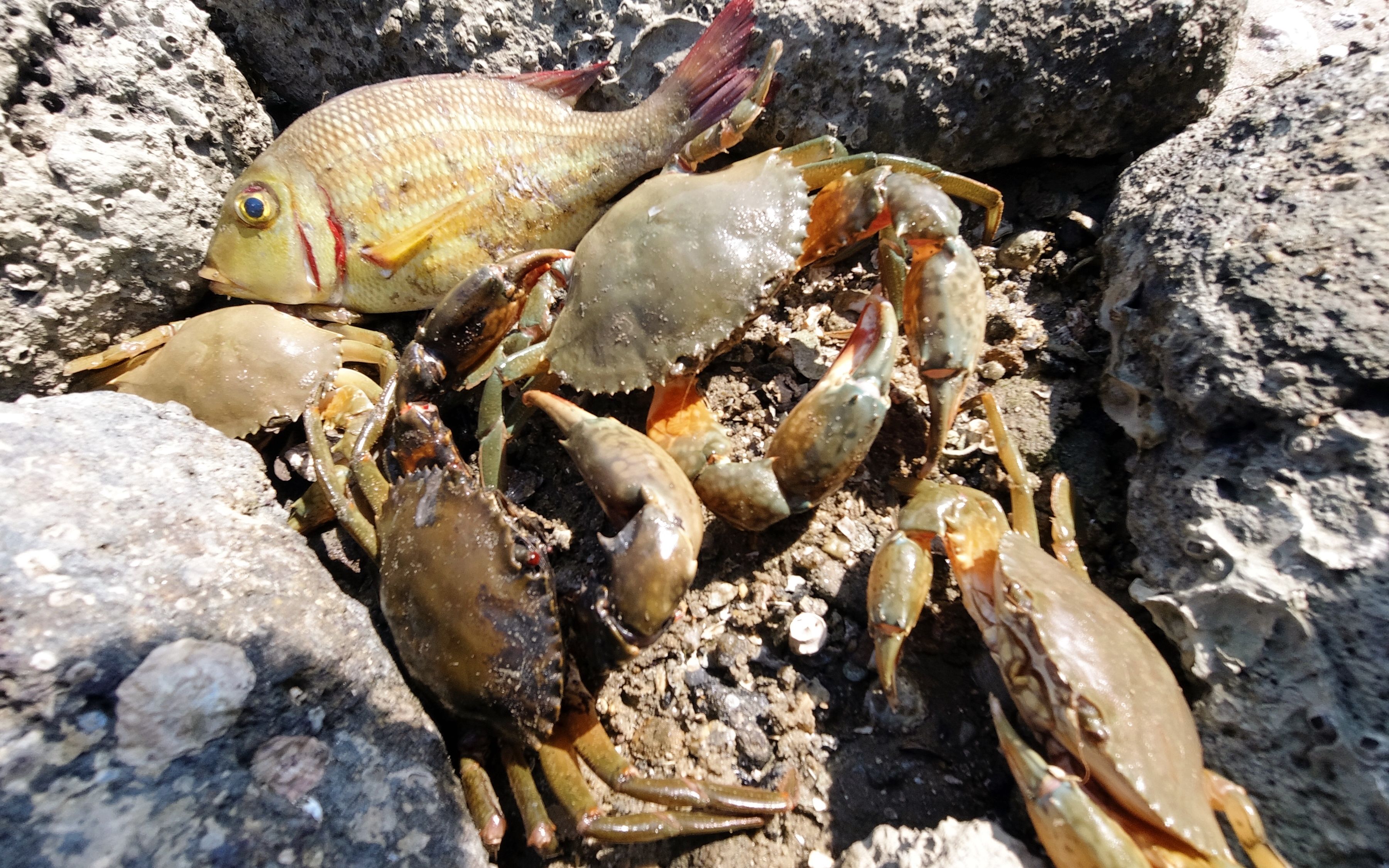 天气冷了赶海人都在家冬眠海货也全往石洞躲阿渔妹一人抓到爽