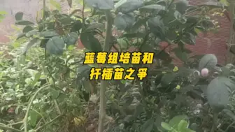 Download Video: 蓝莓组培苗和扦插苗之争