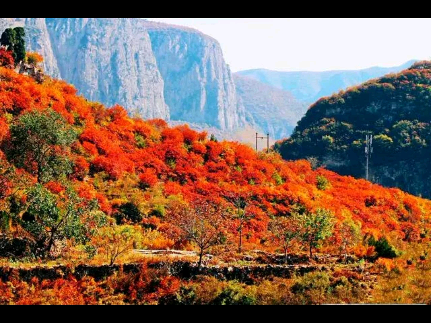 [图]秋末冬初的红旗渠畔，太行人家旁，环境优美，景色宜人，红彤彤的柿子挂满枝头，霜降后的柿子更绵软可口。 马家岩，柿子沟，苍龙山，水河，红旗渠人家摄影基地