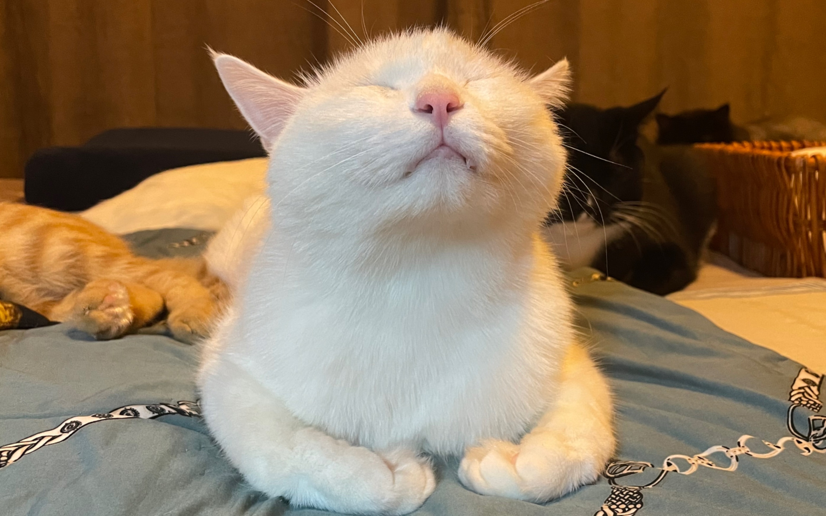 亲亲小猫咪,今晚有好梦!-晚安--喵星人-晚安--喵星人-哔哩哔哩视频