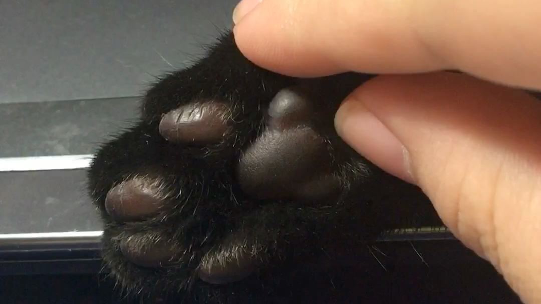【黑猫】揉揉猫肉垫_哔哩哔哩 (゜-゜)つロ 干杯~-bilibili