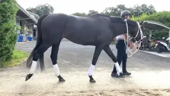 Скачать видео: 24.9.24 还没戴上号码布的噗波牌豆沙馅