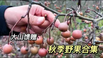 Download Video: 谁能拒绝大山的野果，多种多样，看看姐妹俩上山摘了多少种？