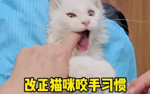 Tải video: 改正猫咪咬手行为