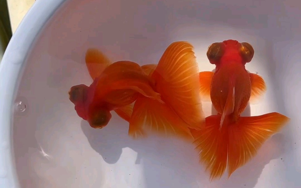 全红蝶尾,精品蝶尾,喜不喜欢?