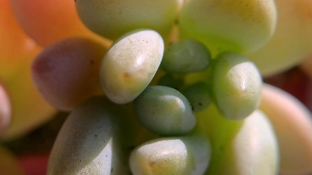 果冻色多肉洛可可