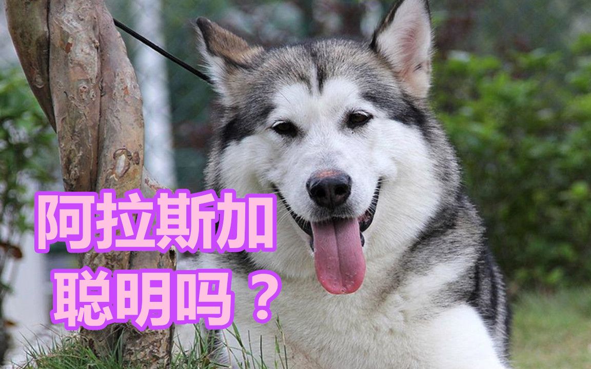 阿拉斯加聪明吗?为什么阿拉斯加犬不好训练?哔哩哔哩bilibili