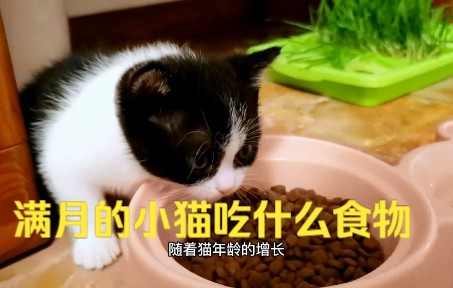 满月的小猫可以考虑逐渐断奶,满月的小猫吃什么食物哔哩哔哩bilibili