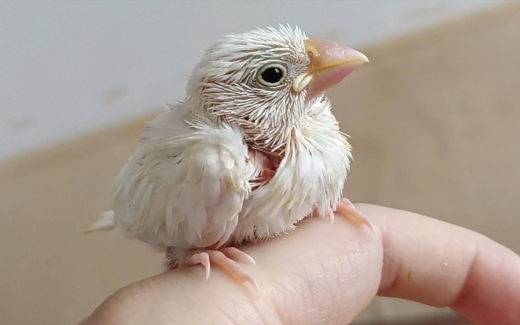 网购的文鸟雏鸟刚到家就黏在手上,还送了一个见面礼给我,太萌了