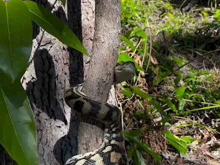 这条正在爬树的是什么蛇?