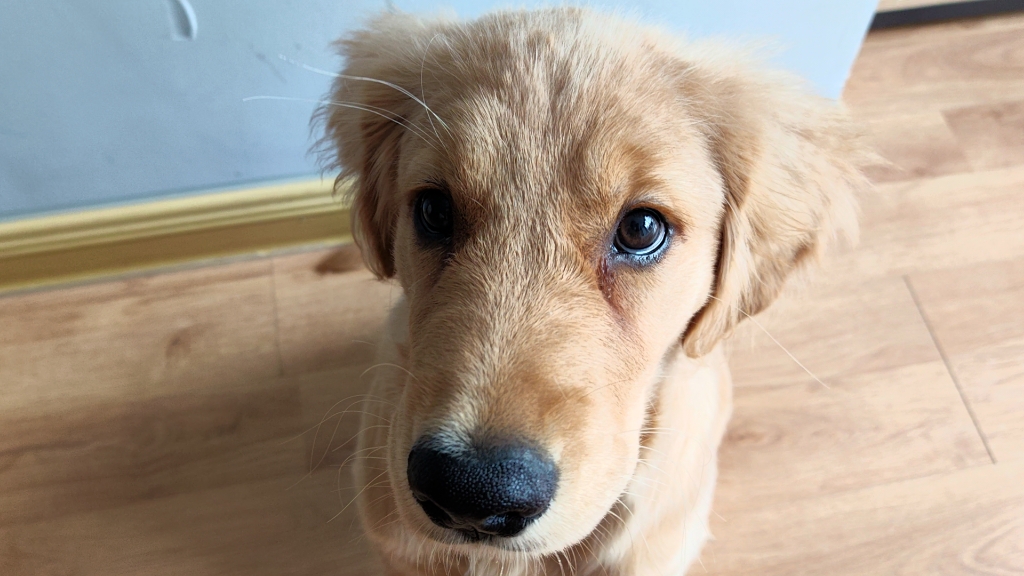 小狗乖乖小狗儿乖乖