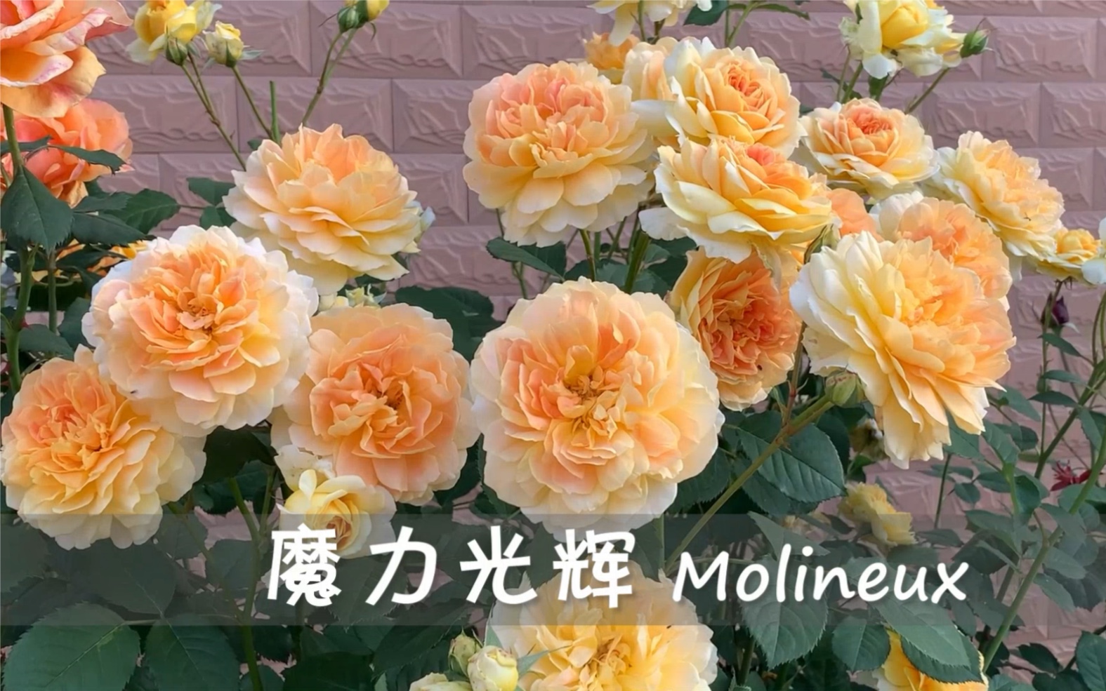 月季-魔力光辉-凯丽