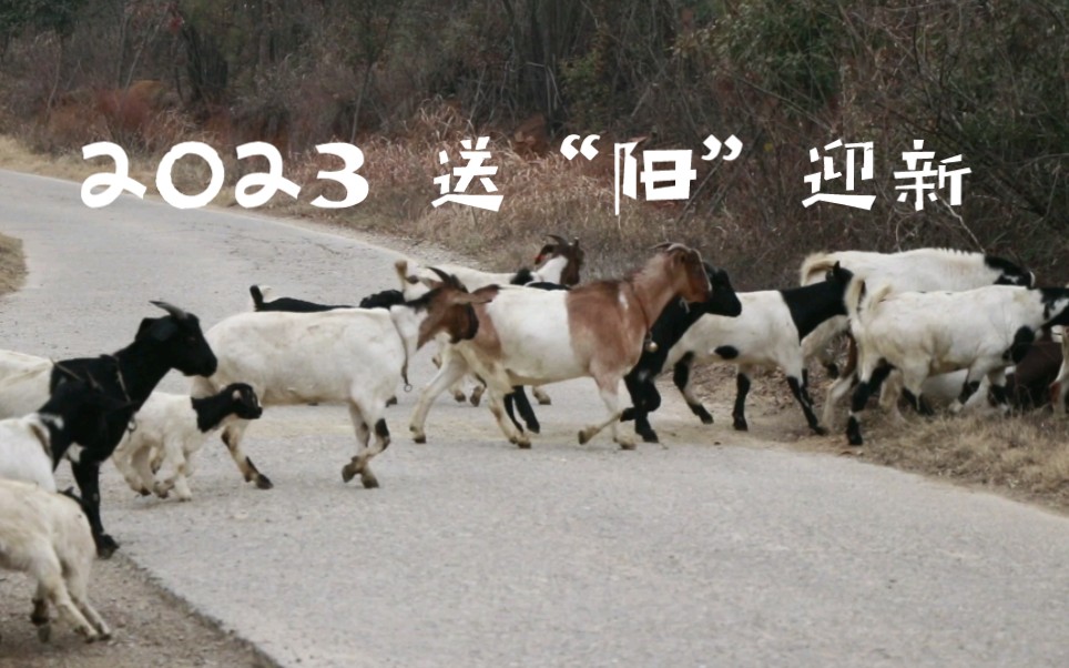 小羊快跑!