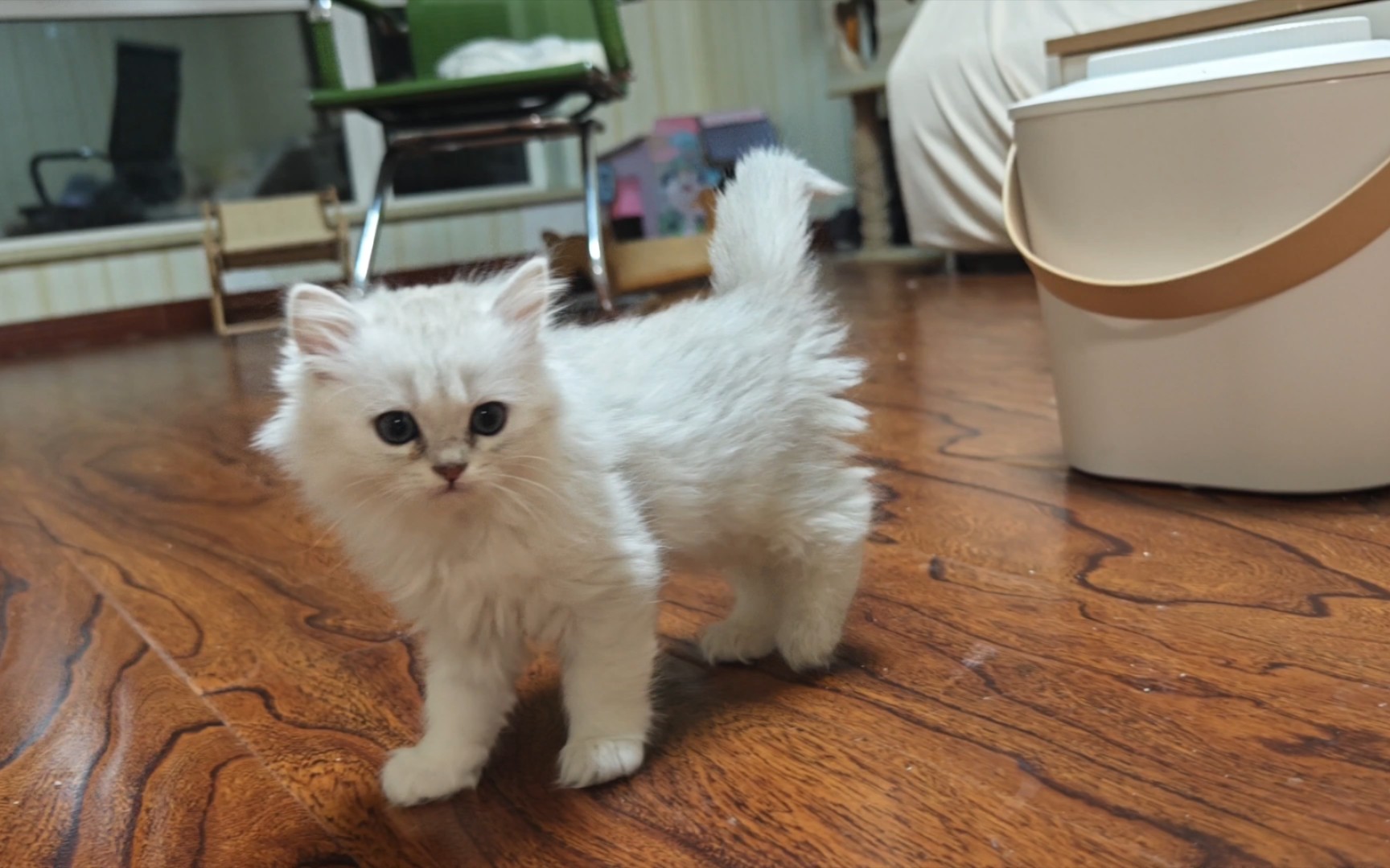 我的长毛猫幼崽