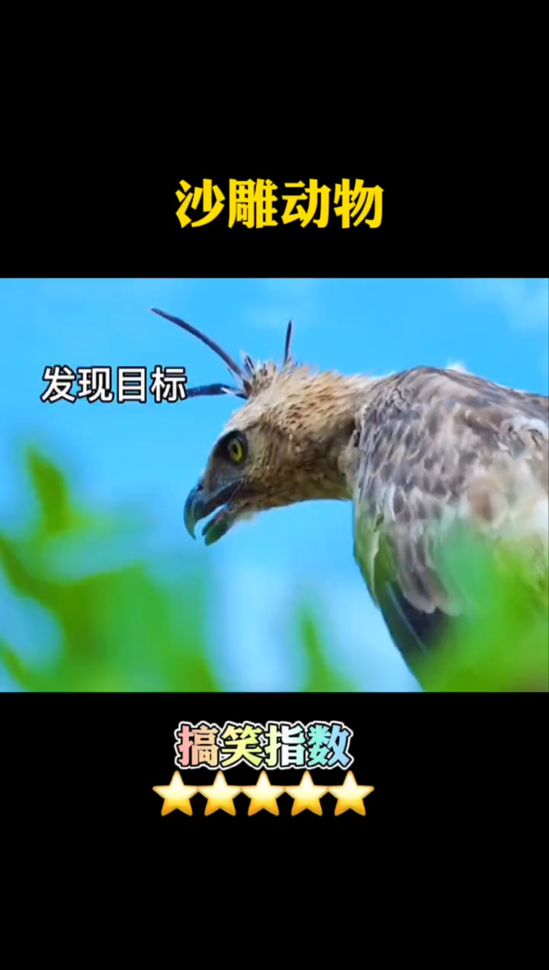 活动作品大雕扑食嗷