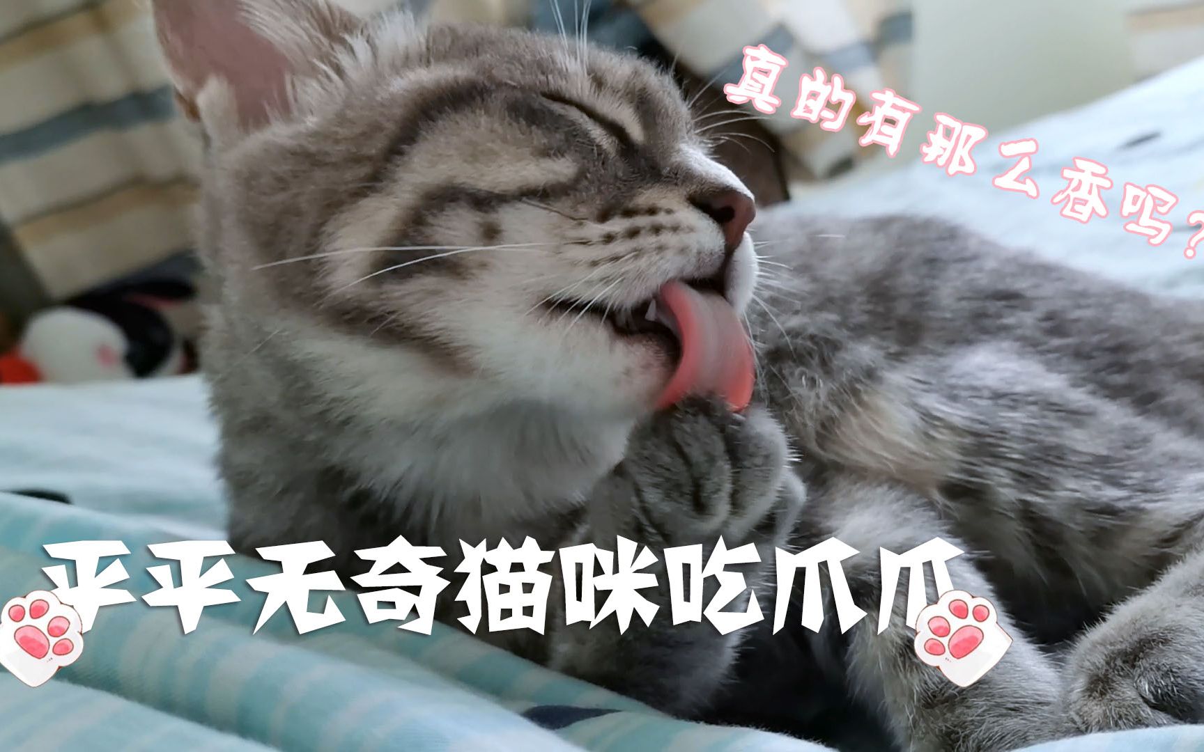 漂亮猫猫吃爪爪,进来治愈一下吧~_哔哩哔哩 (゜-゜)つロ 干杯~-bili