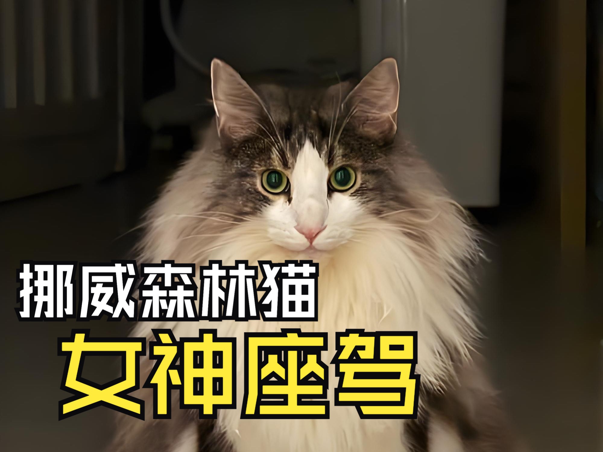 挪威森林猫:据说养这种猫的人,马上就脱单了哔哩哔哩bilibili