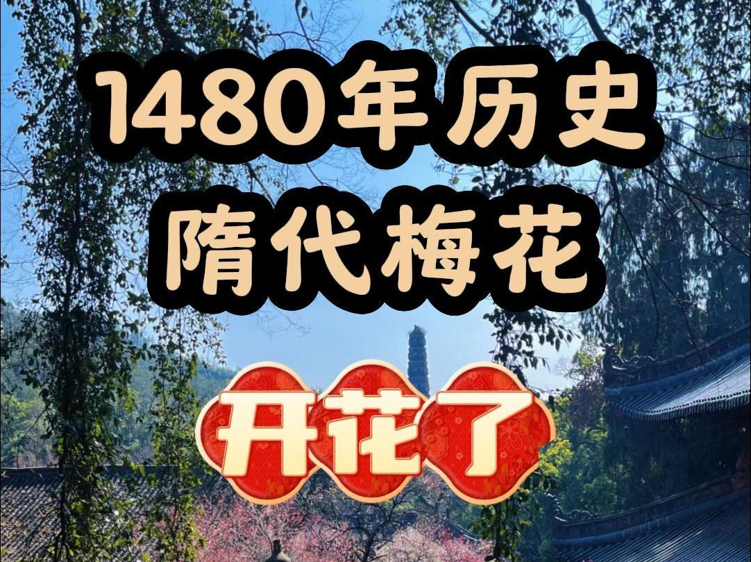 喜逢1480年隋代梅花,开花了,一起新年接好运哔哩哔哩bilibili