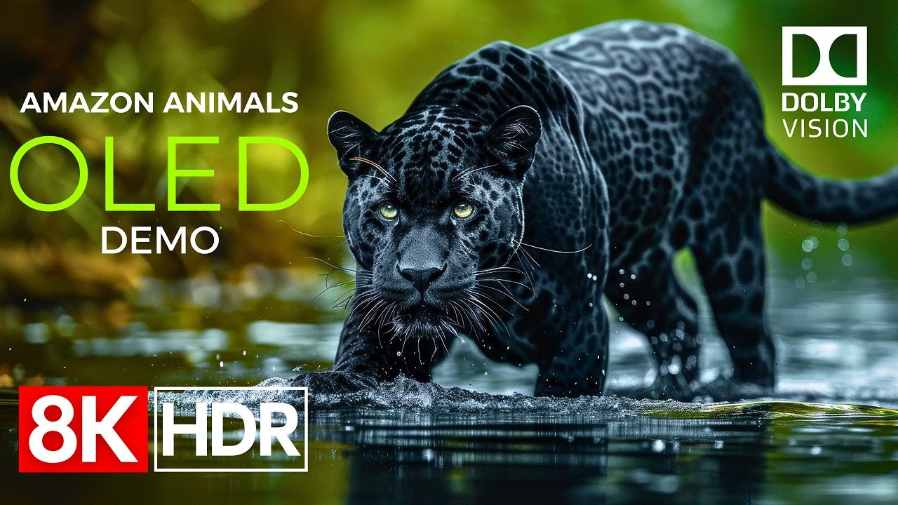 亚马逊丛林动物 OLED 演示｜HDR 8K Ultra HD + 杜比视界 60FPS，野生世界细节震撼呈现