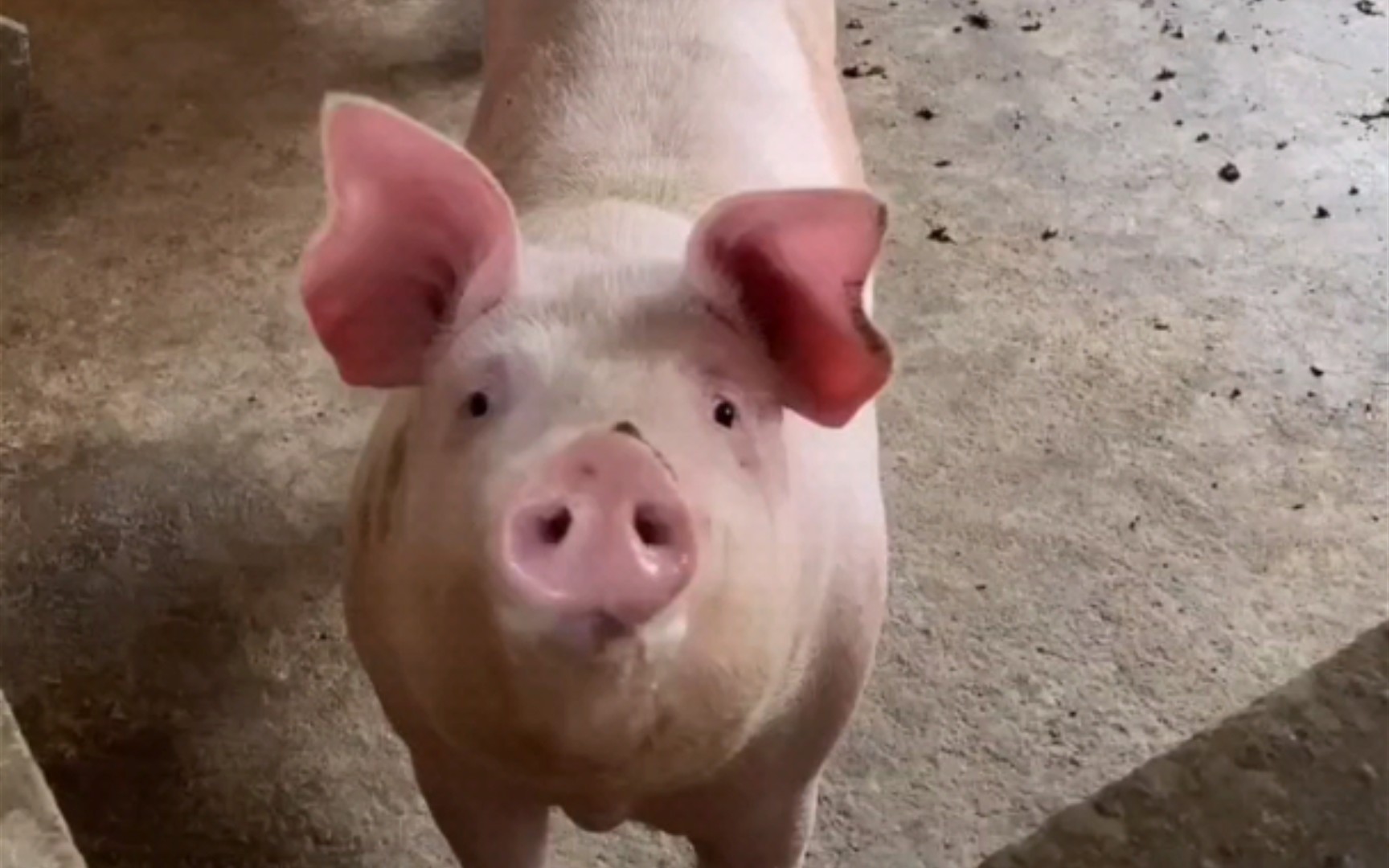 你的大猪猪很担心你