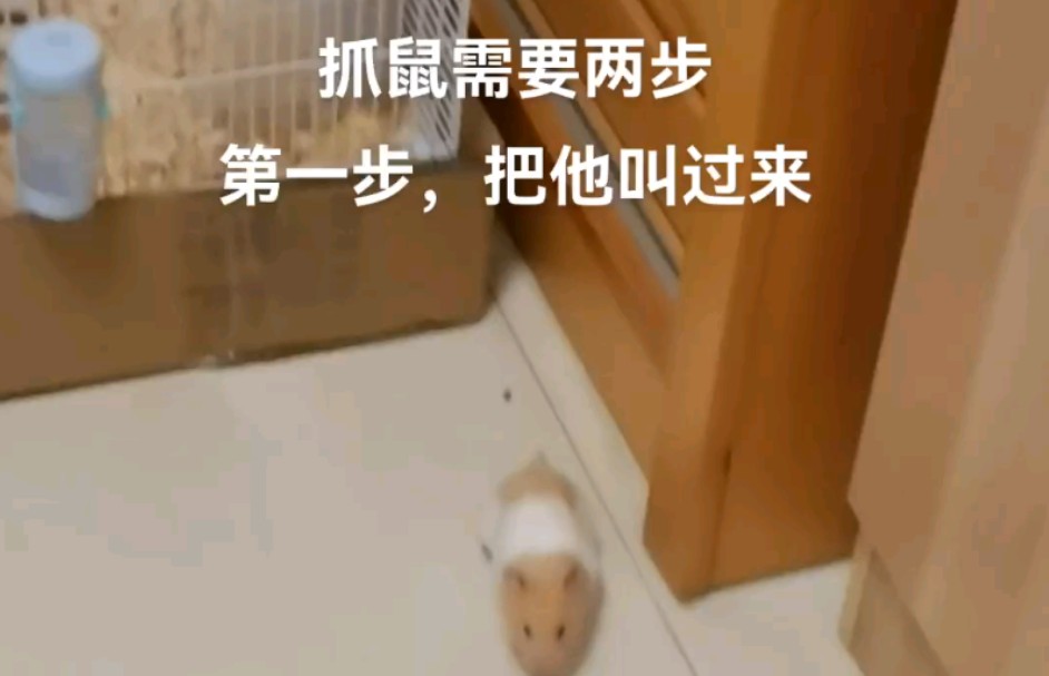 抓仓鼠鼠需要两步哔哩哔哩bilibili