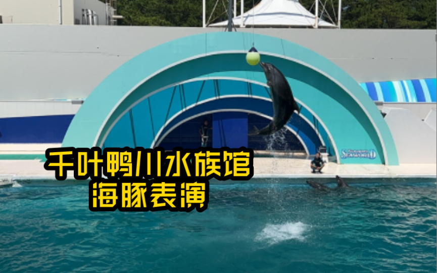 千叶鸭川水族馆海豚表演