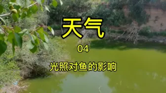 Download Video: 光照对鱼的影响