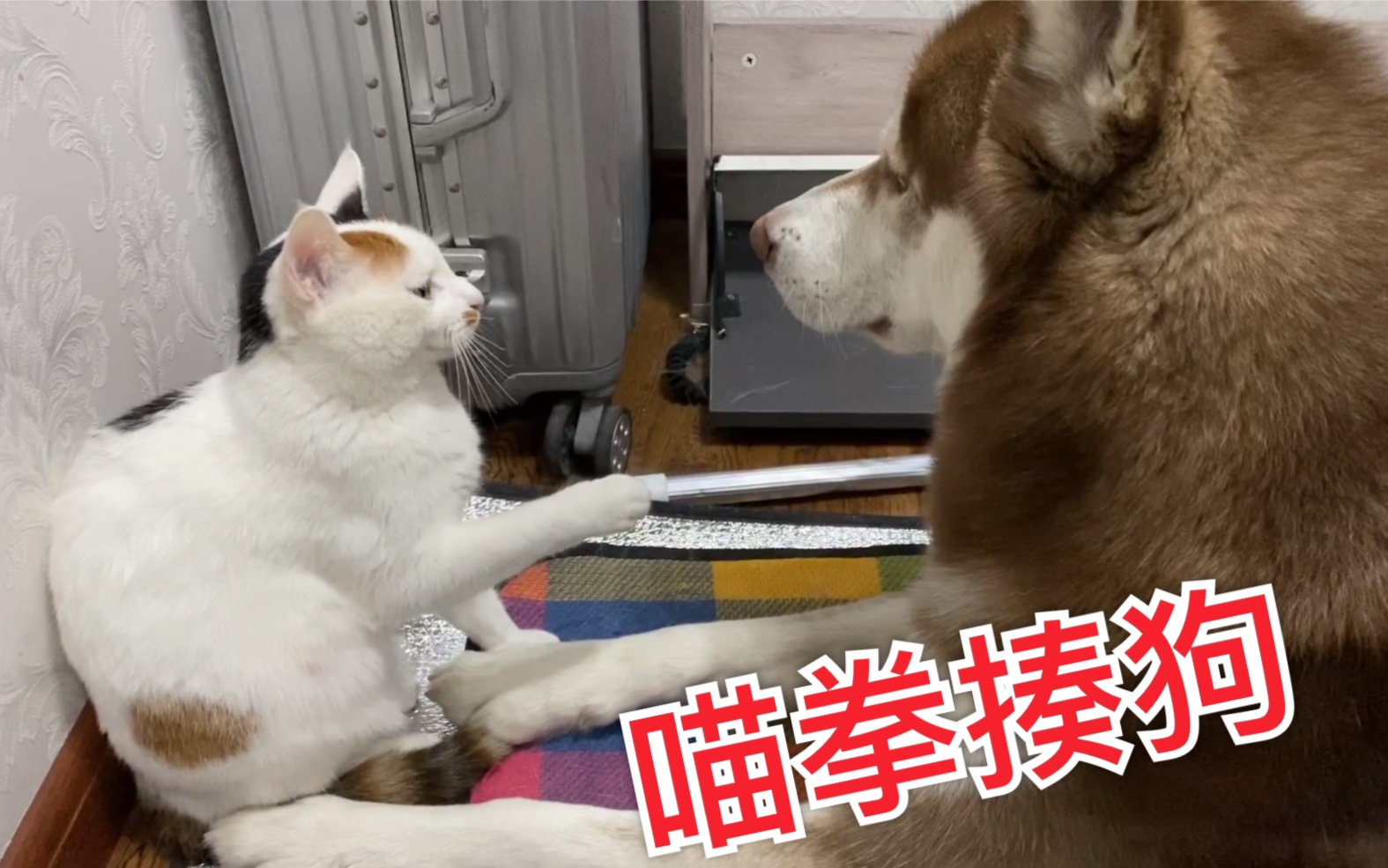 【程十二】二哈被猫打主人说活该,都是贱惹得祸