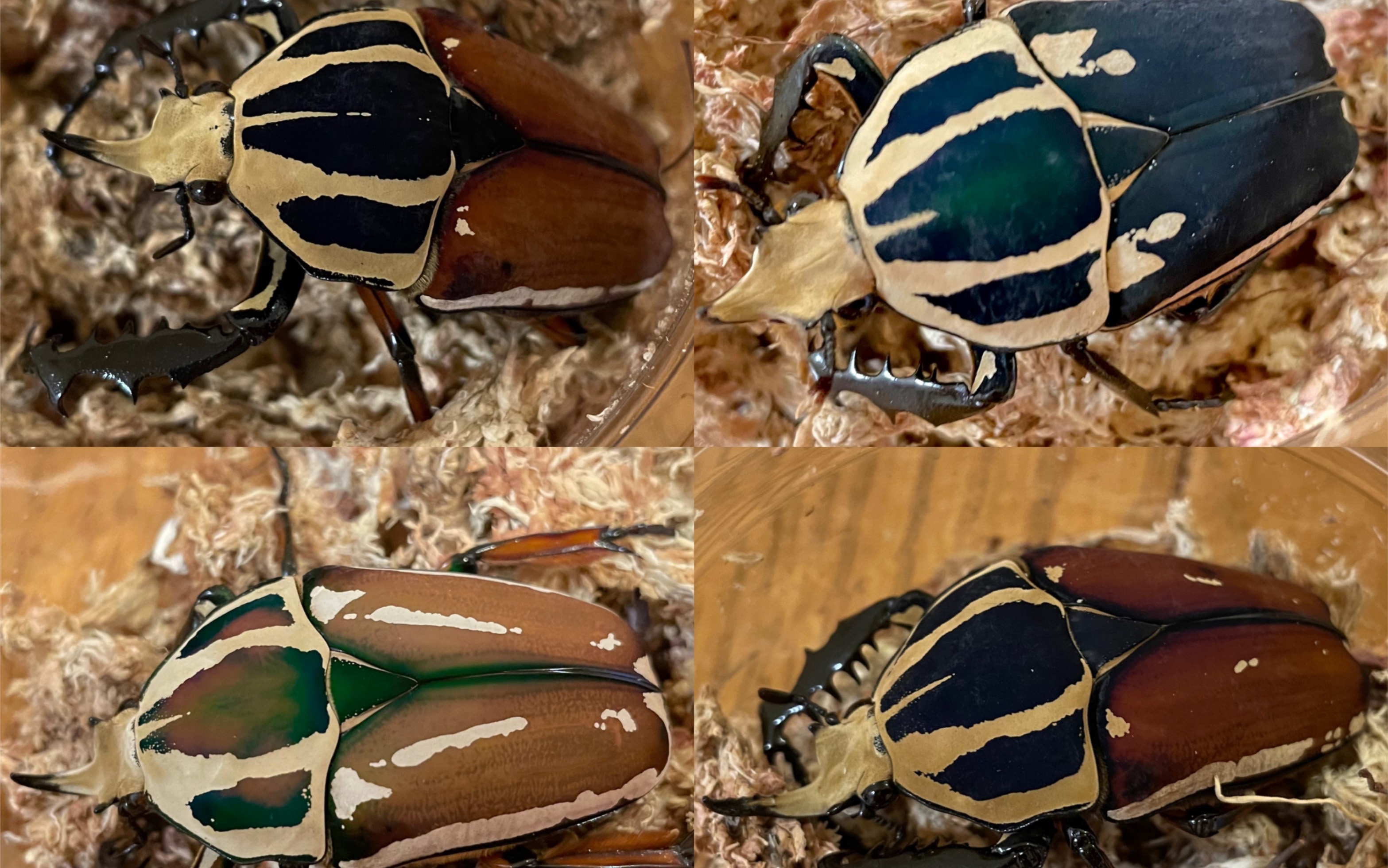 乌干达花金龟大礼包开箱