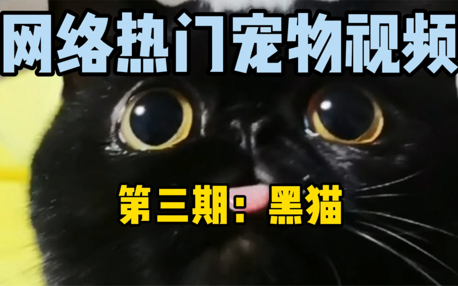 虽然这些网红猫都是黑猫,但你们知道它们都属于什么品种吗?哔哩哔哩bilibili