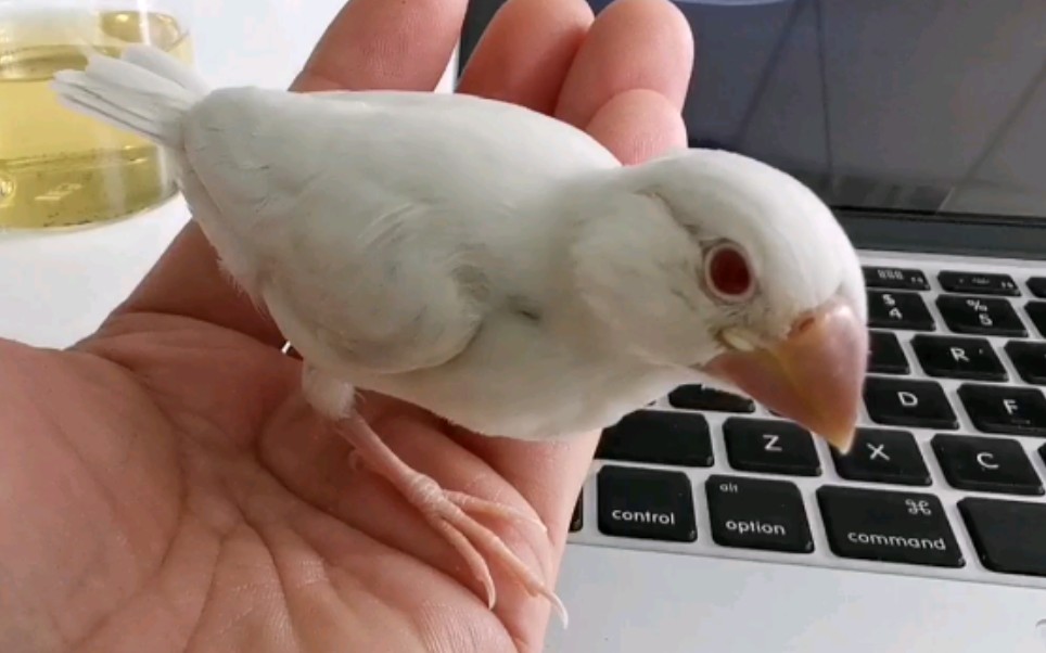 【文鸟/红眼银文】小萌鸡探索世界_哔哩哔哩_bilibili